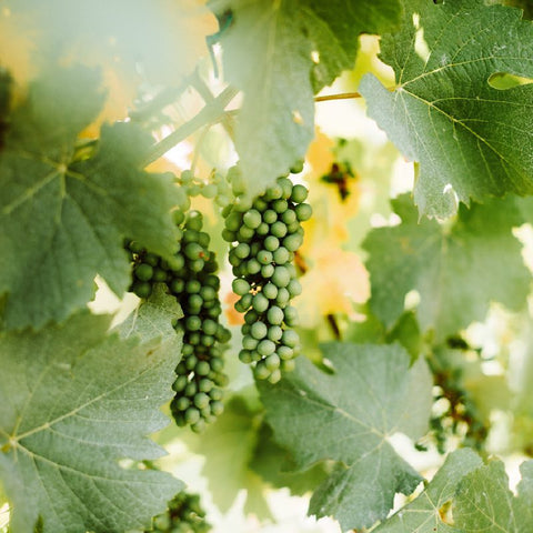 Giulietta – Prosecco DOCG